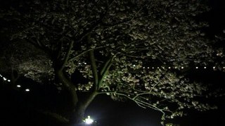 20110207ライトアップさくら.jpg